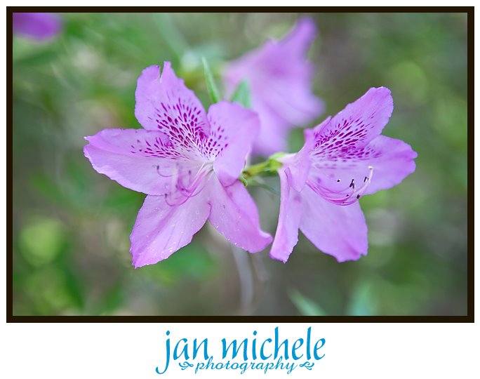 azaleas at National Arboretum