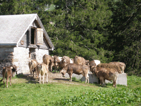 [web_Graeppalasee5_10juni07.gif]