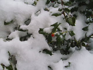 snowy holly bush with single berry