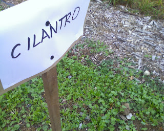 cilantro in herb garden