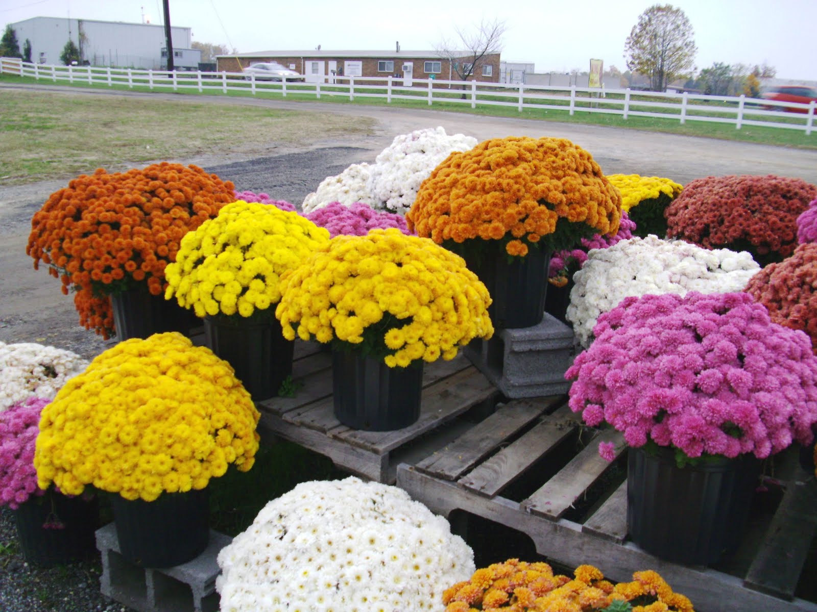 [millerfarms2.mums2.JPG]