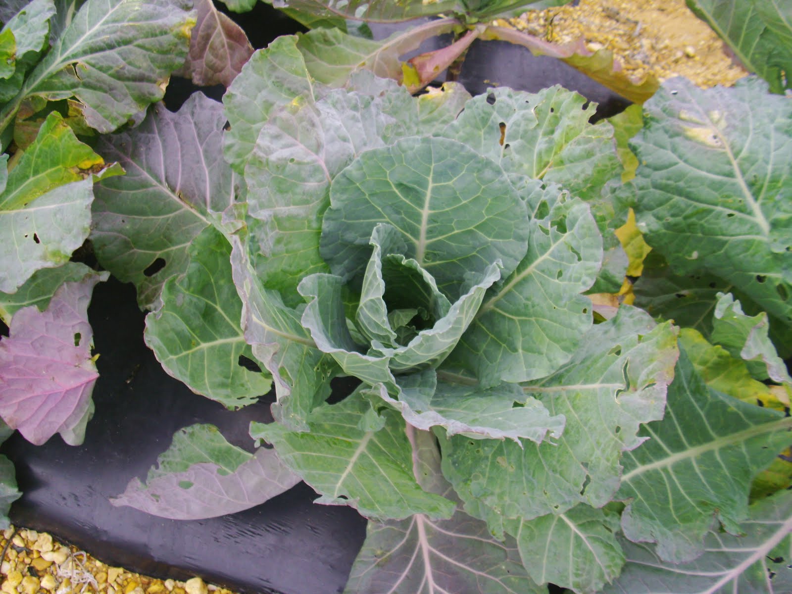 [millerfarms21.collards1.JPG]