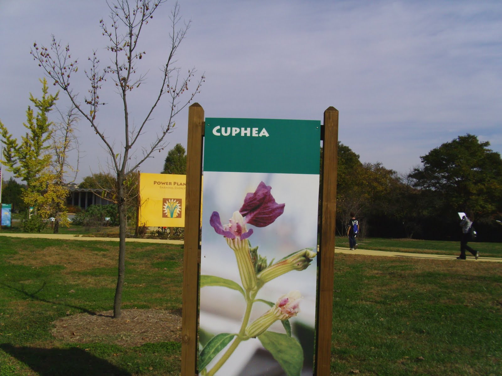 [cuphea.sign2.JPG]