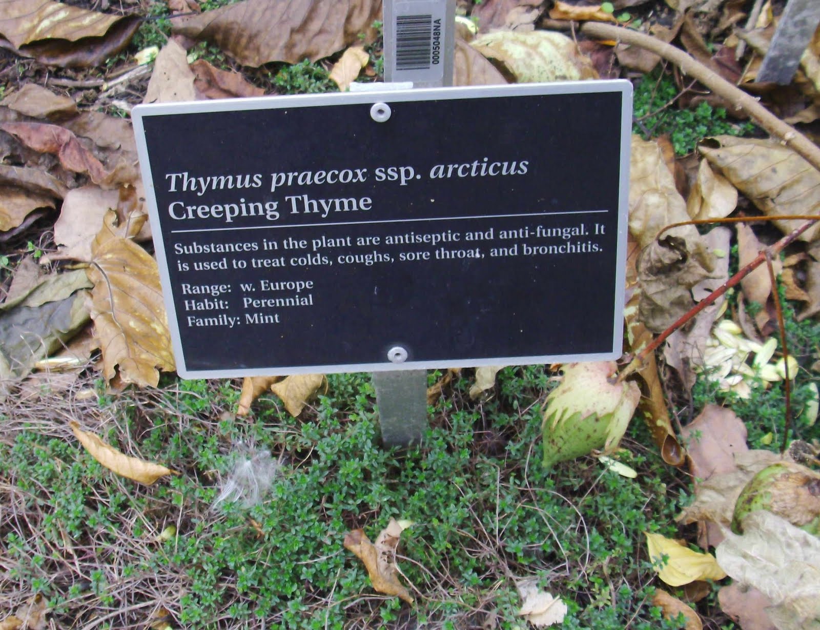 [creeping.thyme3.JPG]