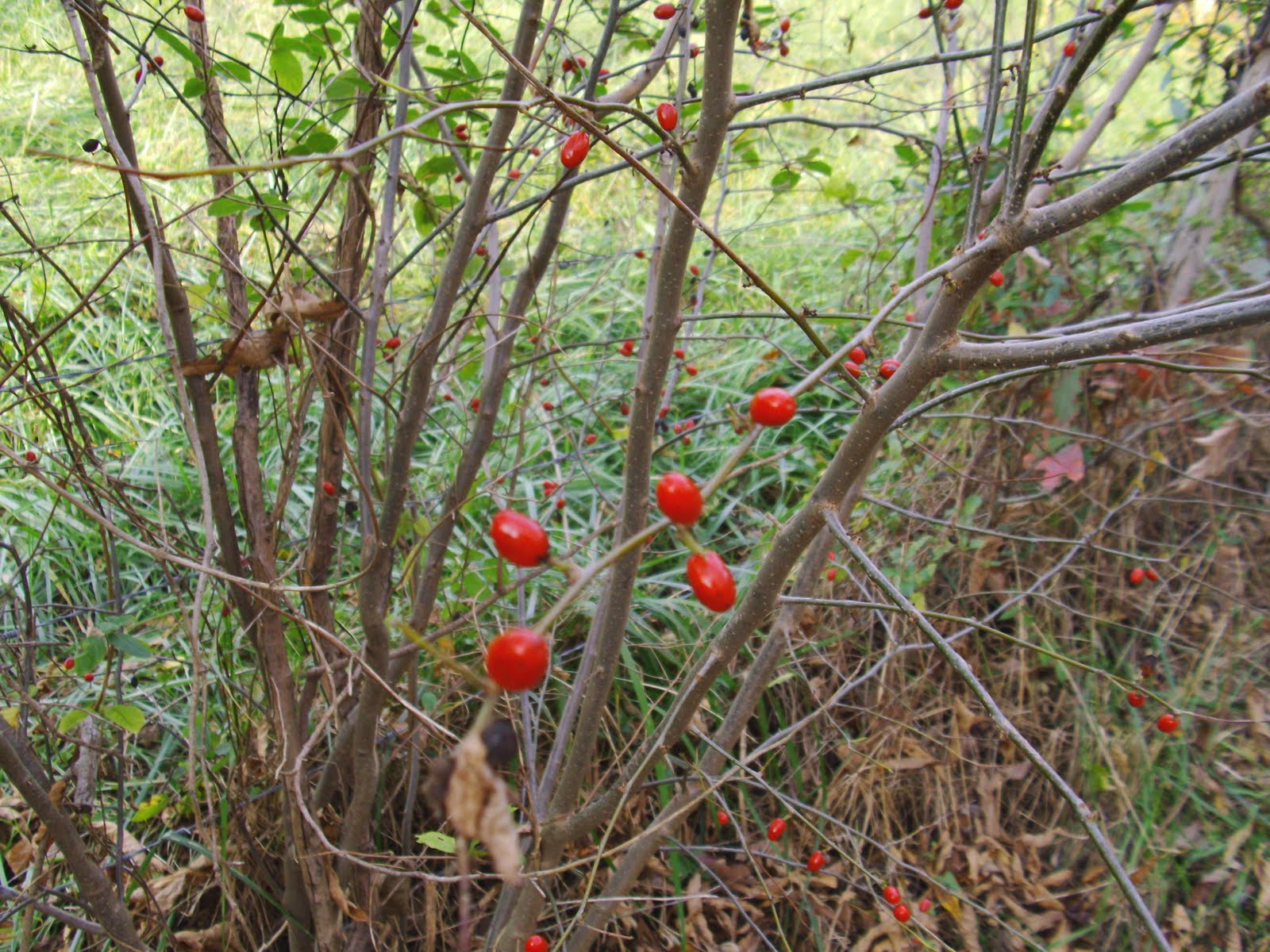 [spicebush.along.path2.11.3.09.JPG]