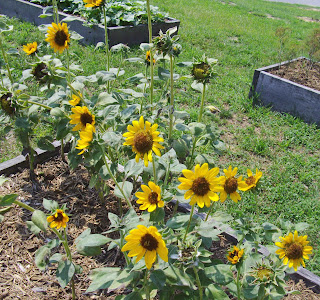 dwarf sunflowers