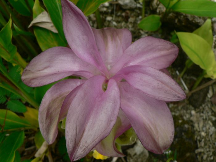 [flower33.jpg]
