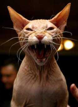 [catty.jpg]