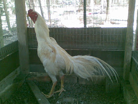 Ayam Siam Ayam Sabung Ayam Siam Putih