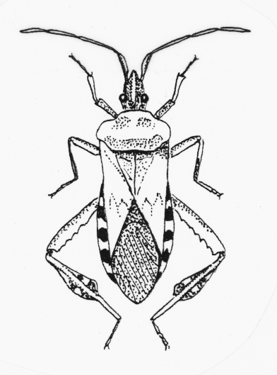 [WesternConiferSeedBug.gif]