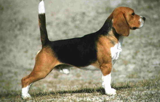 Beagles Photos