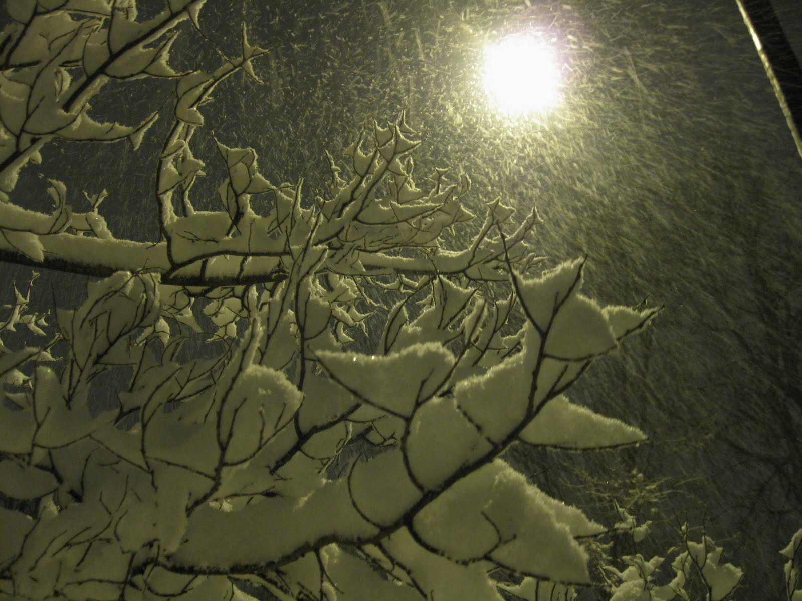 [IMG_4448.JPG]