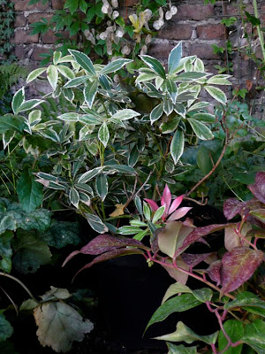 Gartenanfange Oktober 2008