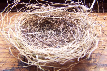 An Empty Nest