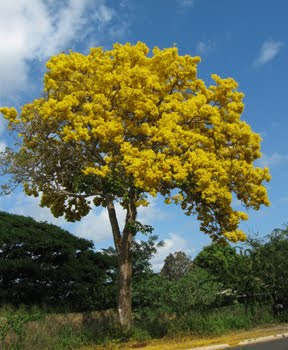 tree yellow