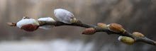 Pussy Willow  Blooming