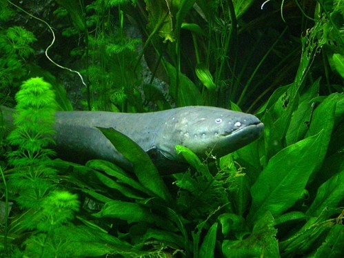 amazonas amazonas