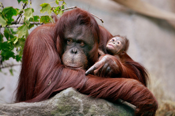 Foto ABCDario Orangutan_curiosoanimal.blogspot.com+(15)