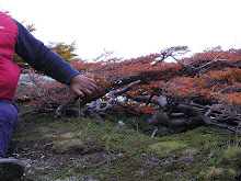 Lenga  achaparrada en alta montaña.