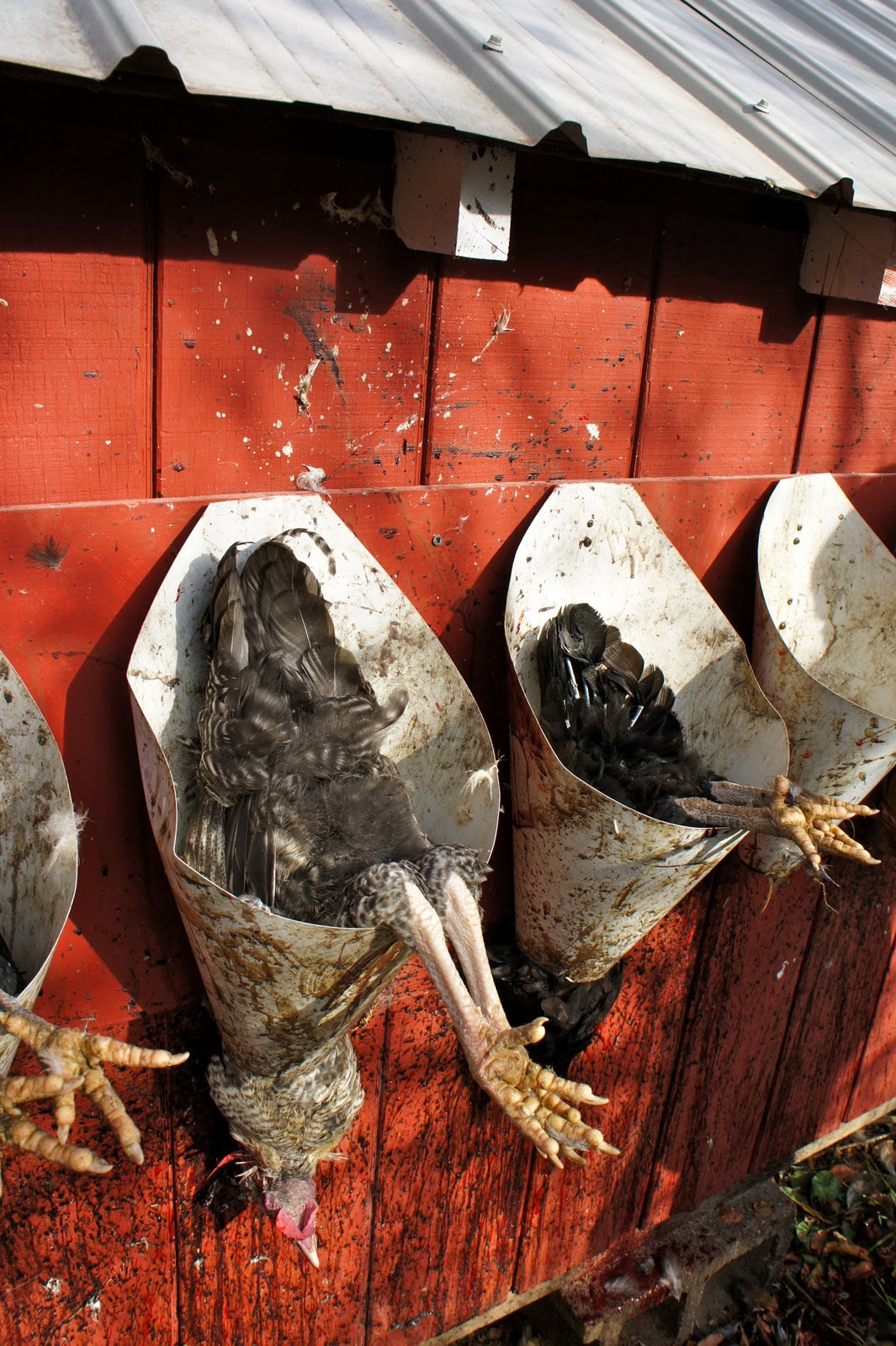 A MAN AND HIS MEAT Processing Chickens