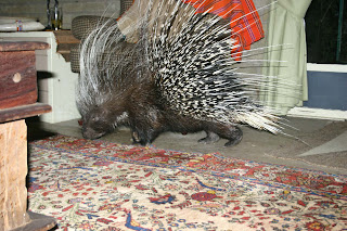 Porcupine Meme