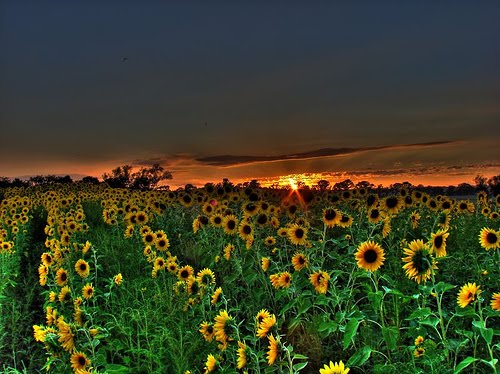 [sunflower-sunset1.jpg]