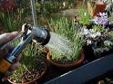 [watering.jpg]