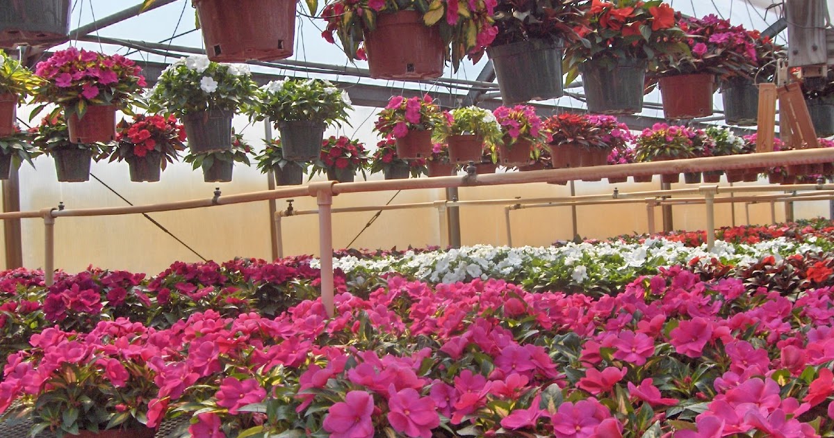 Wilmington North Carolina Flower Gardening &amp; Horticulture