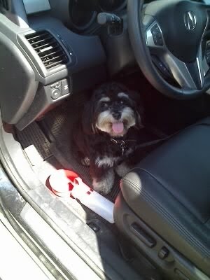 [Alfie+on+the+road.JPG]