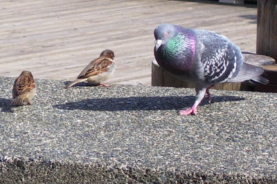 feral pigeon