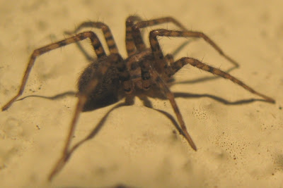 tegenaria spider