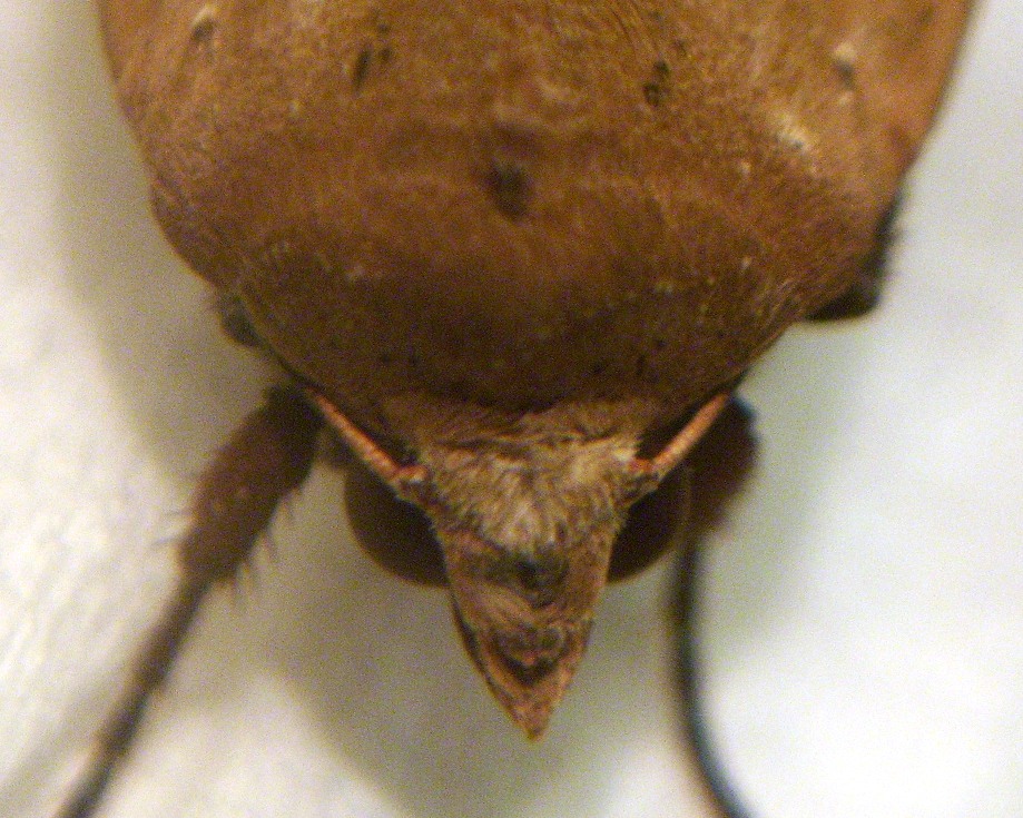 [brown+moth+12.jpg]