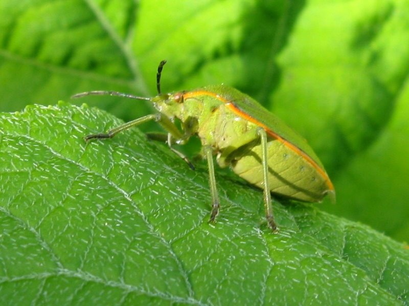 [stink+bug+4.JPG]