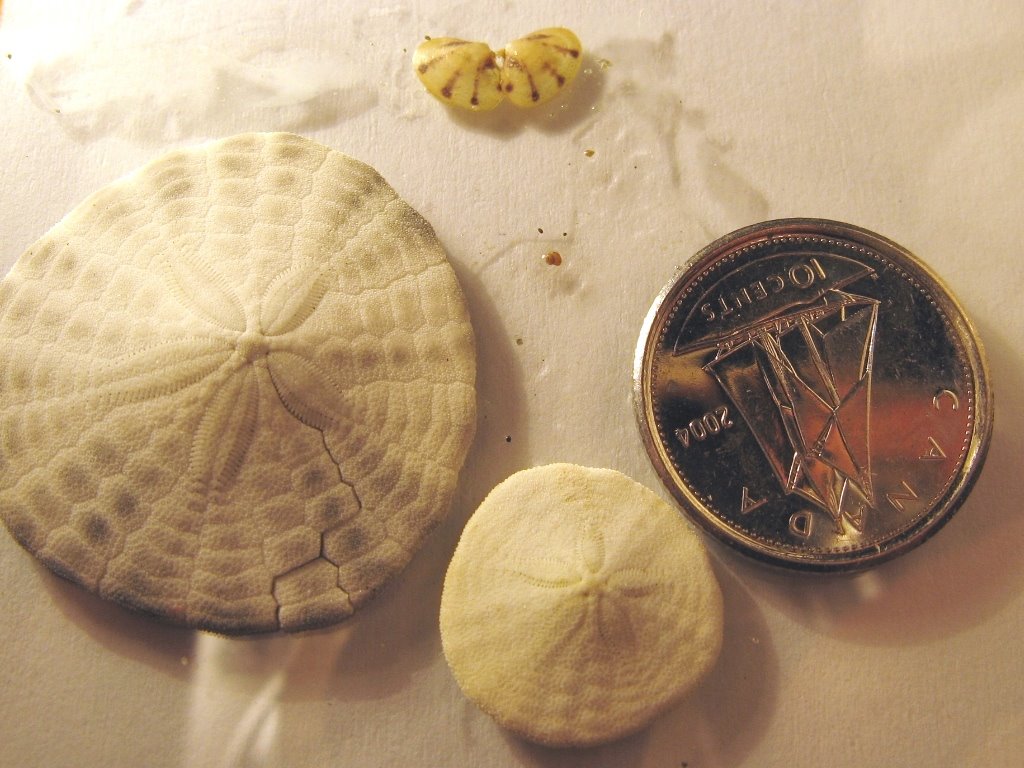 [tiny+shells+04b.JPG]