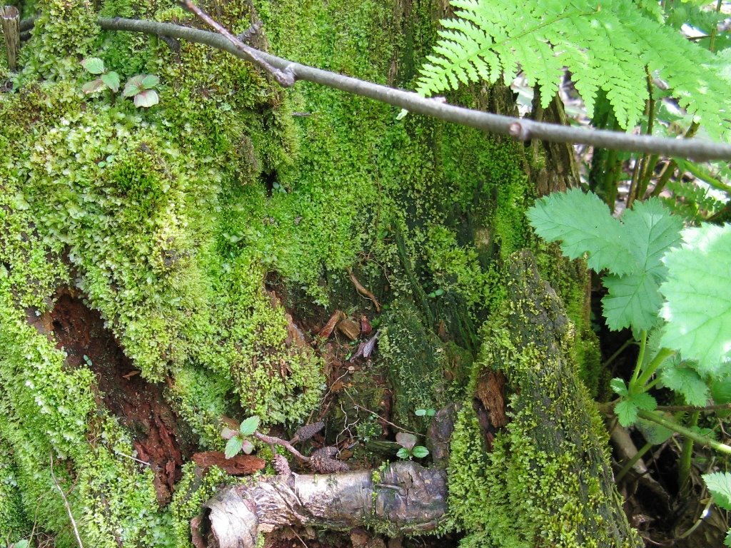 [felled+tree+series+2.JPG]