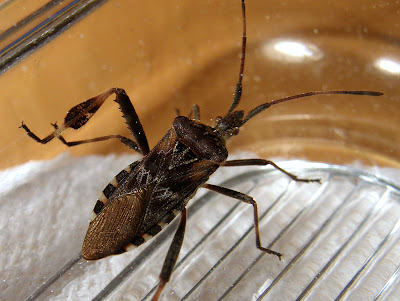 Conifer Seed Bug