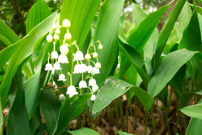 LILY-OF-THE-VALLEY
