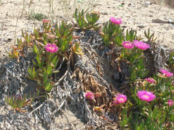 MY PHOTO: FLOWERS OF MY BEACH