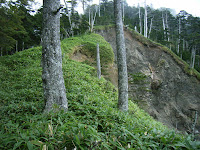 中ノ尾根山登山道７