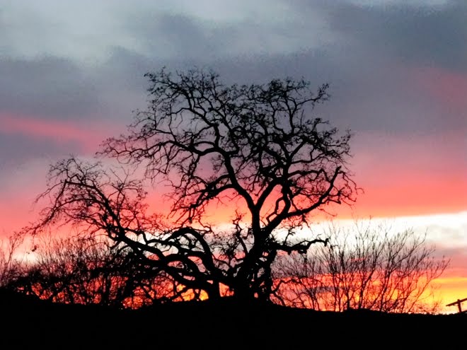 [Sunset_Oak_0240+small.jpg]