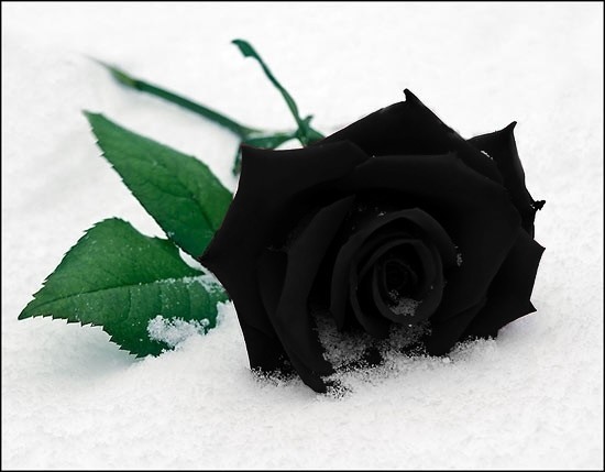 wallpaper black rose. wallpaper rose black. lack