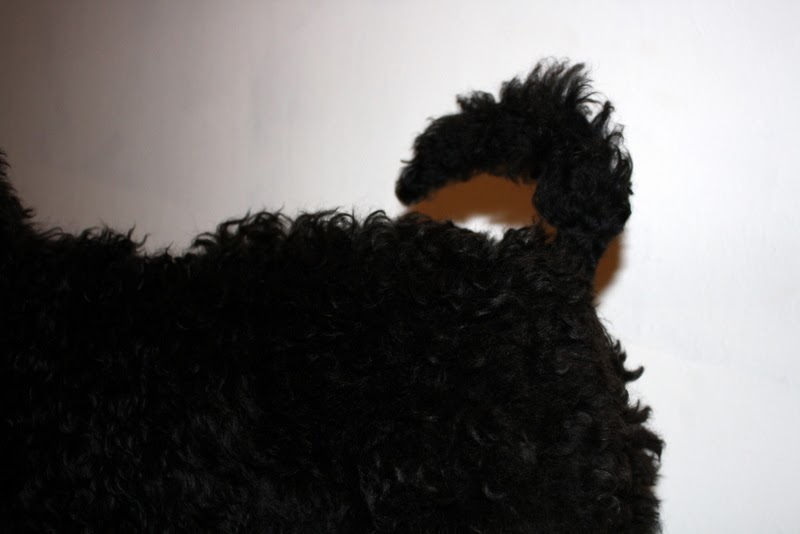 Natürlich kann man ohne Hund leben&hellip;. Lia geschoren