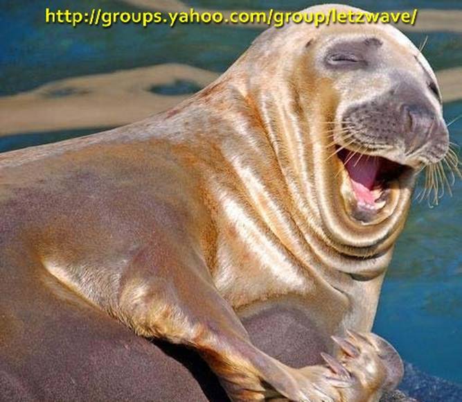 Funny Photos: Cute Laughing Animals.... Part 1