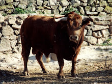 TORO DE MOSTES DE OCA Nº 38 G 9 NOMBRE HECHICERO