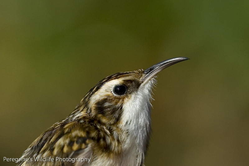 [Treecreeper.jpg]