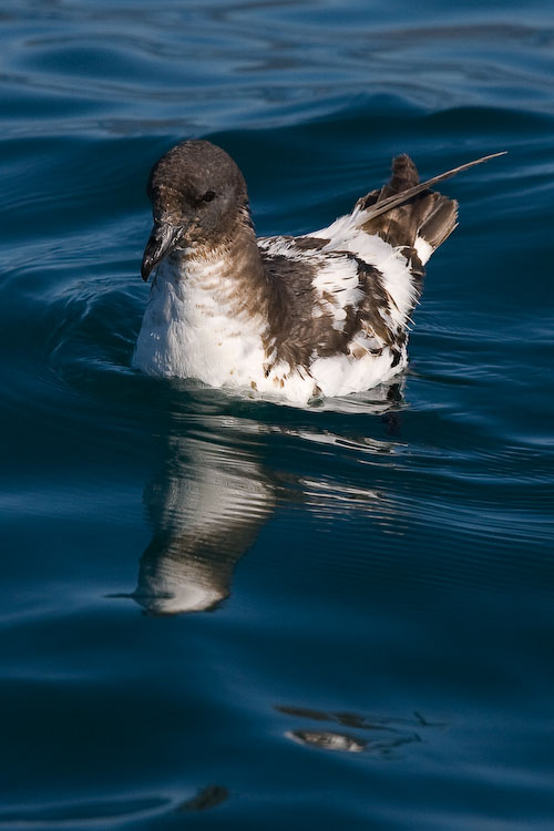 [Cape+Pigeon+Daption+capense.jpg]