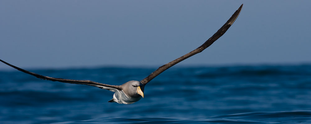 [Chatham+Island+Mollymawk+Diomedea+cauta+eremita-2.jpg]