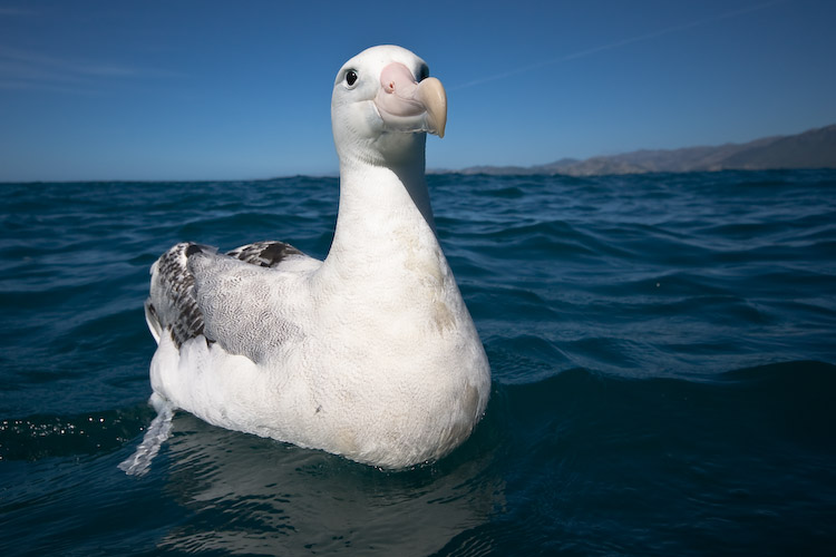 [Wandering+Albatross+Diomedea+exulans+copy.jpg]