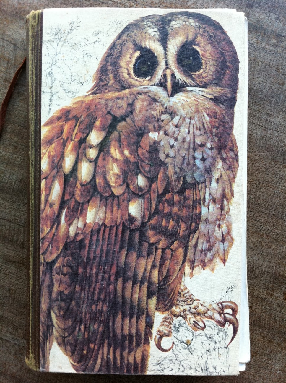 Peregrine's Bird Blog My Favourite 40 Books about Birds, Birding and