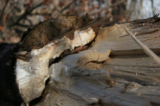 [A+dead+tree.jpg]
